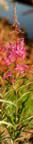 Fireweed3051-3054enh.jpg (183kb)