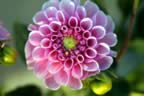 IMG_3057enh.jpg (69kb)