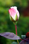 136_3660_RJenh.jpg (39kb)